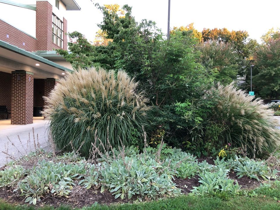 The Problem with Invasive Plants Blacksburg Library, MontgomeryFloyd