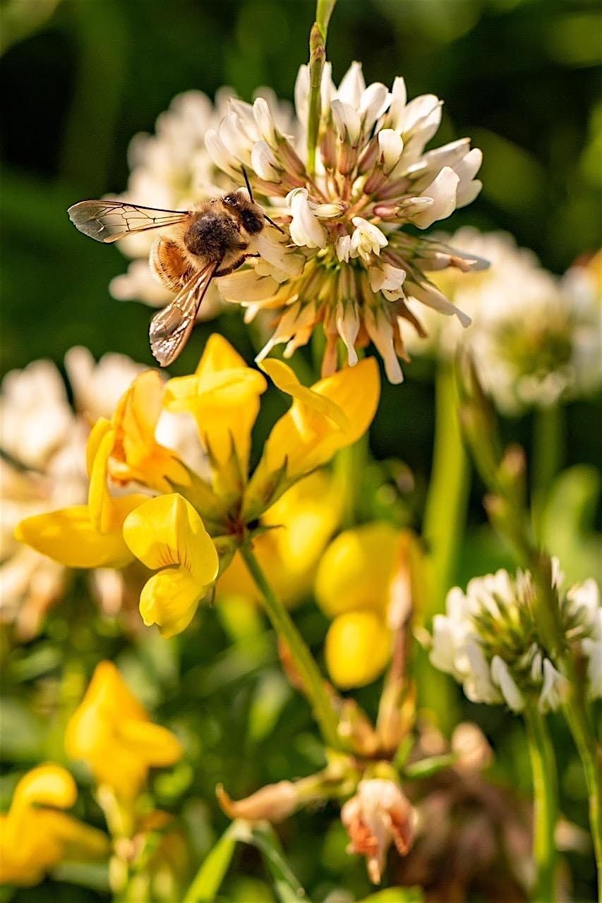 Coton Orchard Bioblitz \u2013 Butterfly and Bee Walk