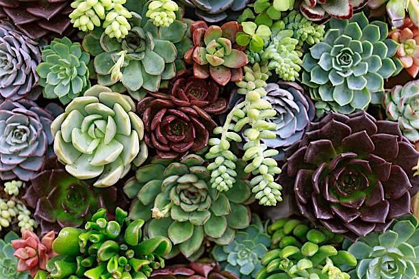 Copy of Succulent Garden Class