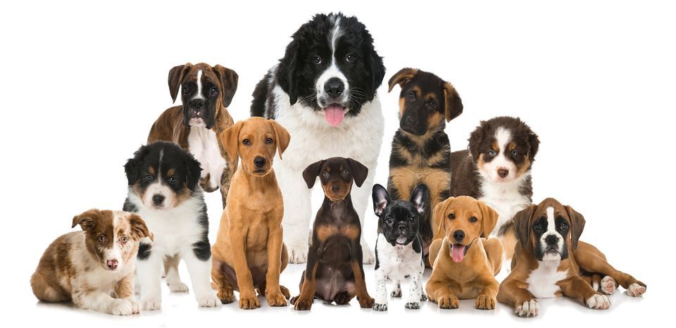 Salon du chiot - Montpellier - Parc des expositions