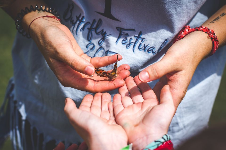 5th Annual Butterfly Festival