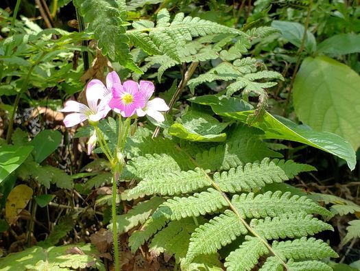 21年6月9日份直傳靈氣後期課程 Ac Elements Shatin Hk June 9 21 21年6月9日份直傳靈氣後期課程 Ac Elements Shatin Hk June 9 21