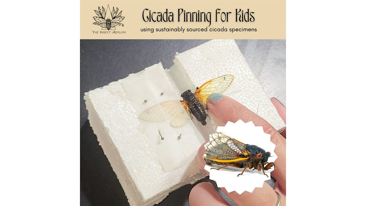 Cicada Pinning for Kids ages 5-17