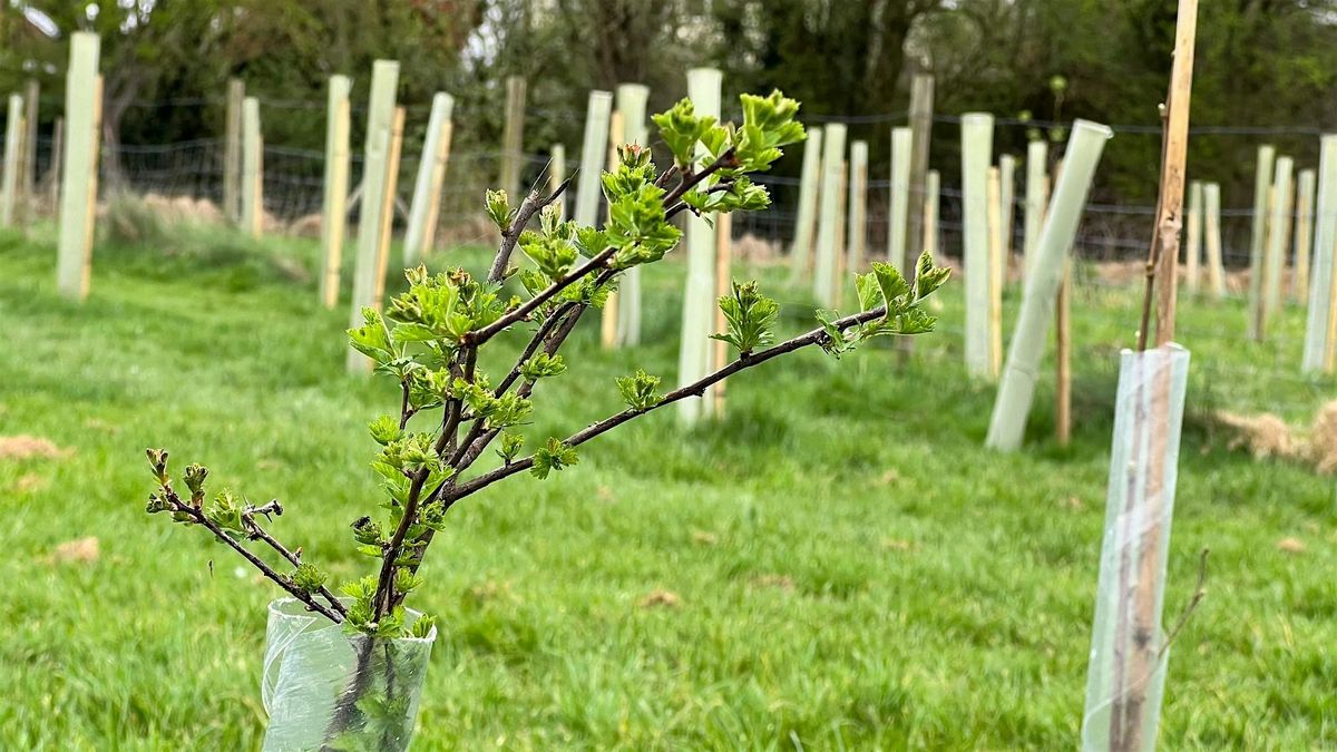 Join the Big Tree Plant at Napsbury Park!
