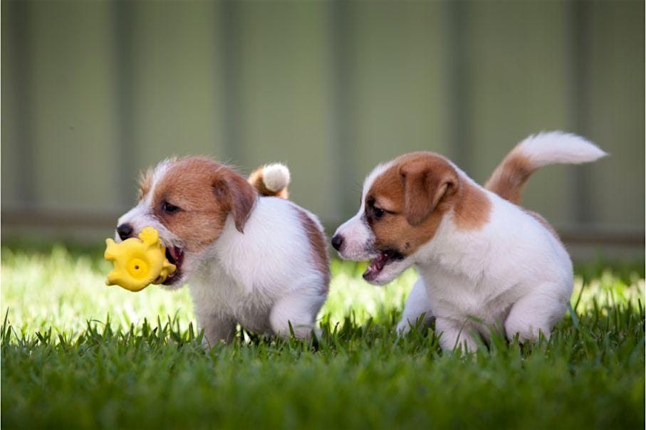 Puppy Socialization Class at Goodheart Broadway (9-16 Weeks)