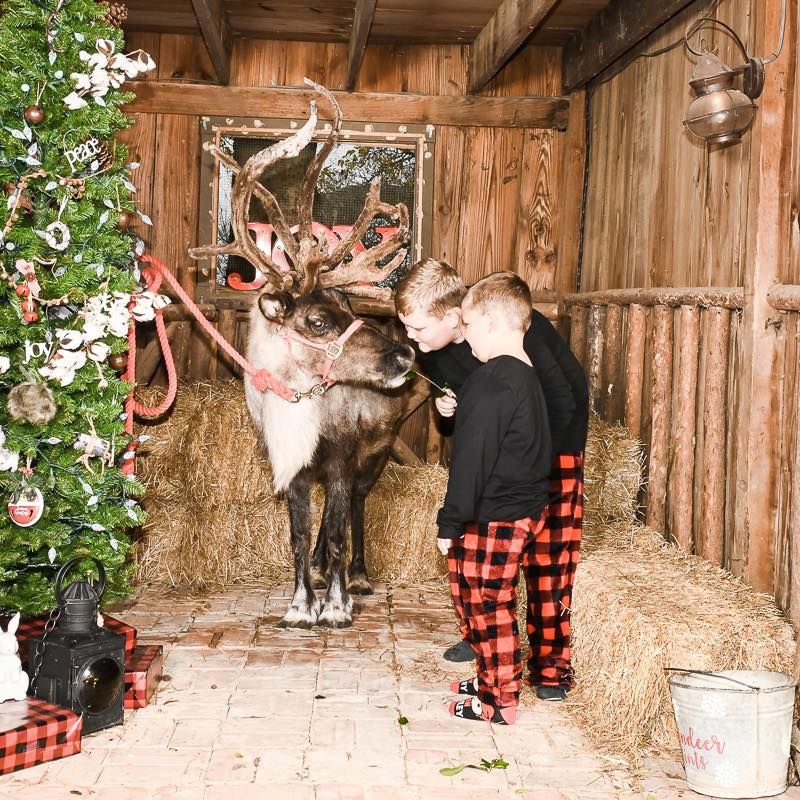 Reindeer Experience 2022