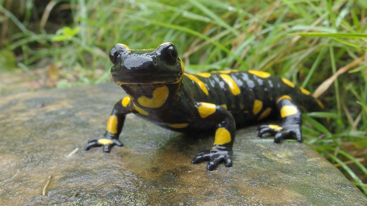 Lunch & Learn: Herpetology Community Science Project at the NC Arboretum
