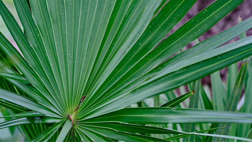 Plant Identification Weeds & Florida Native Plants Center for