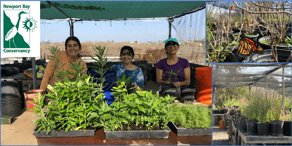 Sow and Grow Fridays