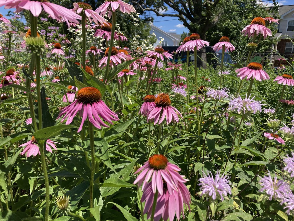 Hopkins Housing Complex Bridge Park Plot Season Closer Hopkins