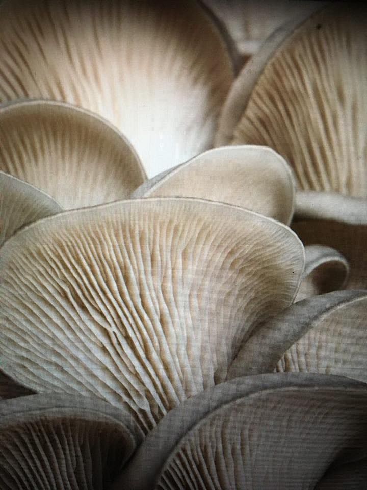 How to Grow Oyster Mushrooms at Home Vista, California February 26