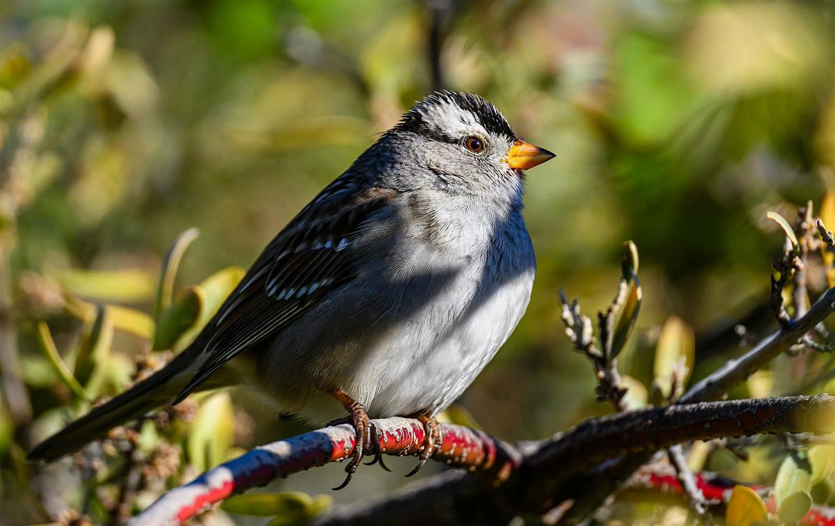 Birding Walk at Hyatt Hidden Lakes
