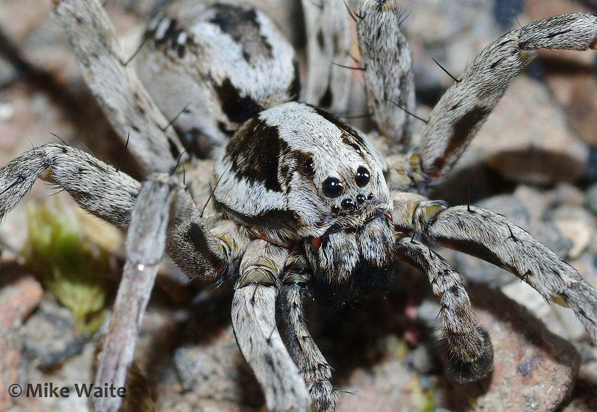 Spiders of Surrey