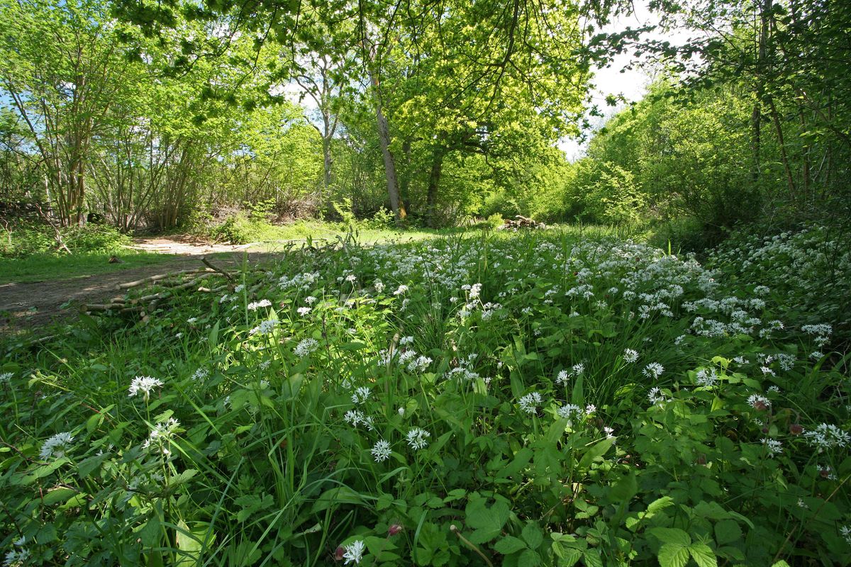 plant-id-and-activities-for-forest-school-a-certificated-course-eoc