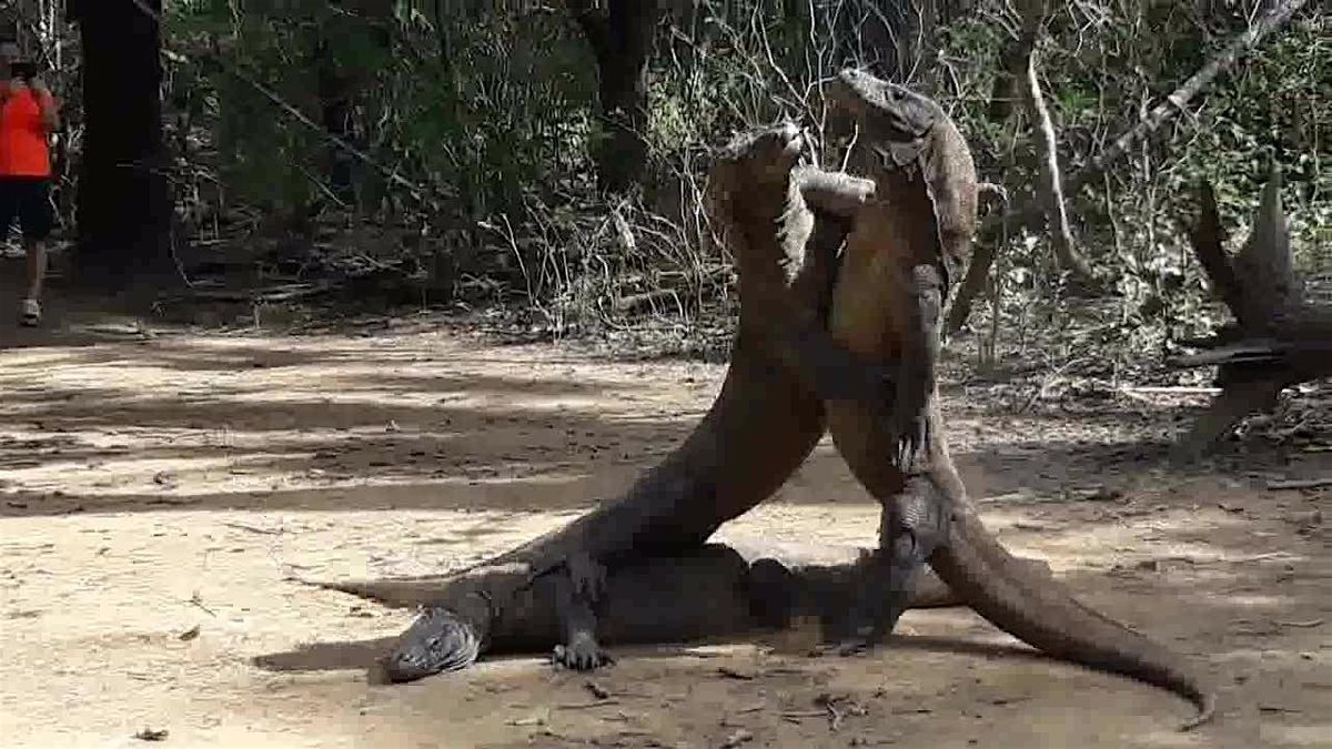 KOMODO ISLAND & PINK BEACH TOURS - SHORE EXCURSIONS - KOMODO MAS TOUR