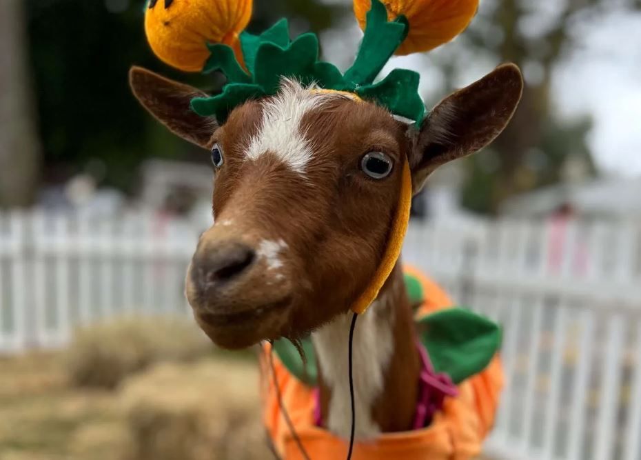 Fairy Goatmother Playdates Bradley Mountain Farm, Southington, CT
