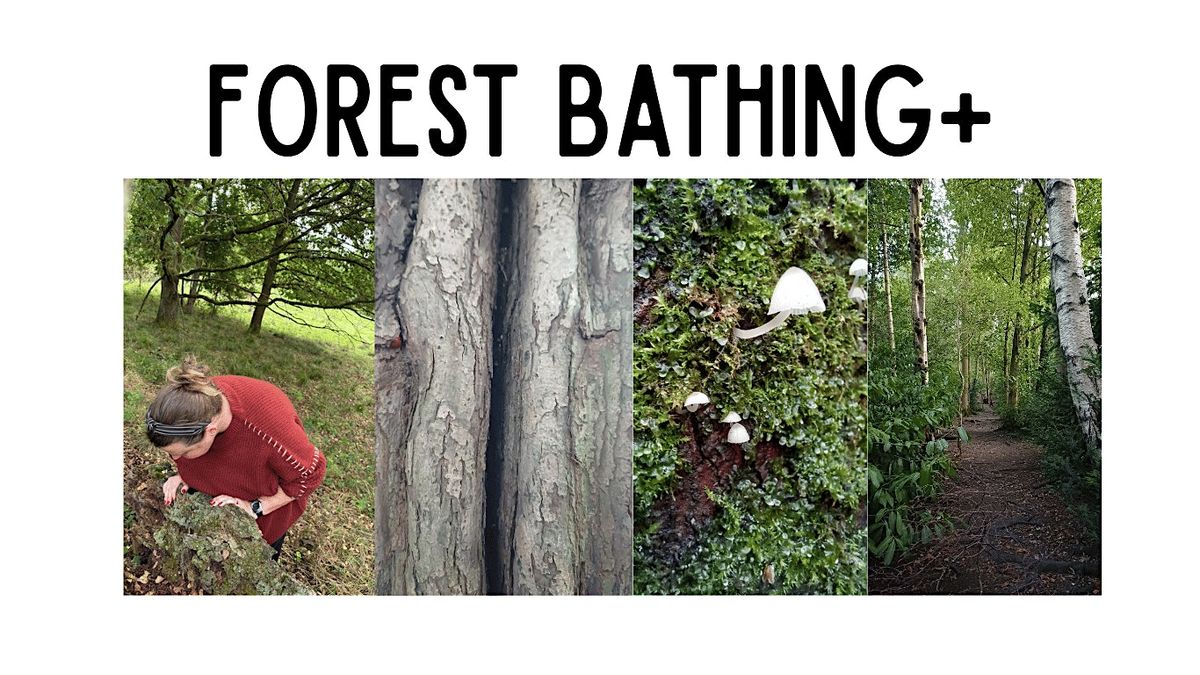 Forest Bathing+ in Allestree Park