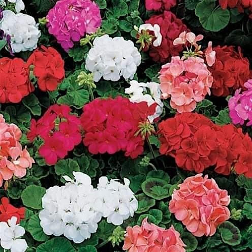 Mystical New Moon Geranium DIY Workshop & Journey 5\/16\/26