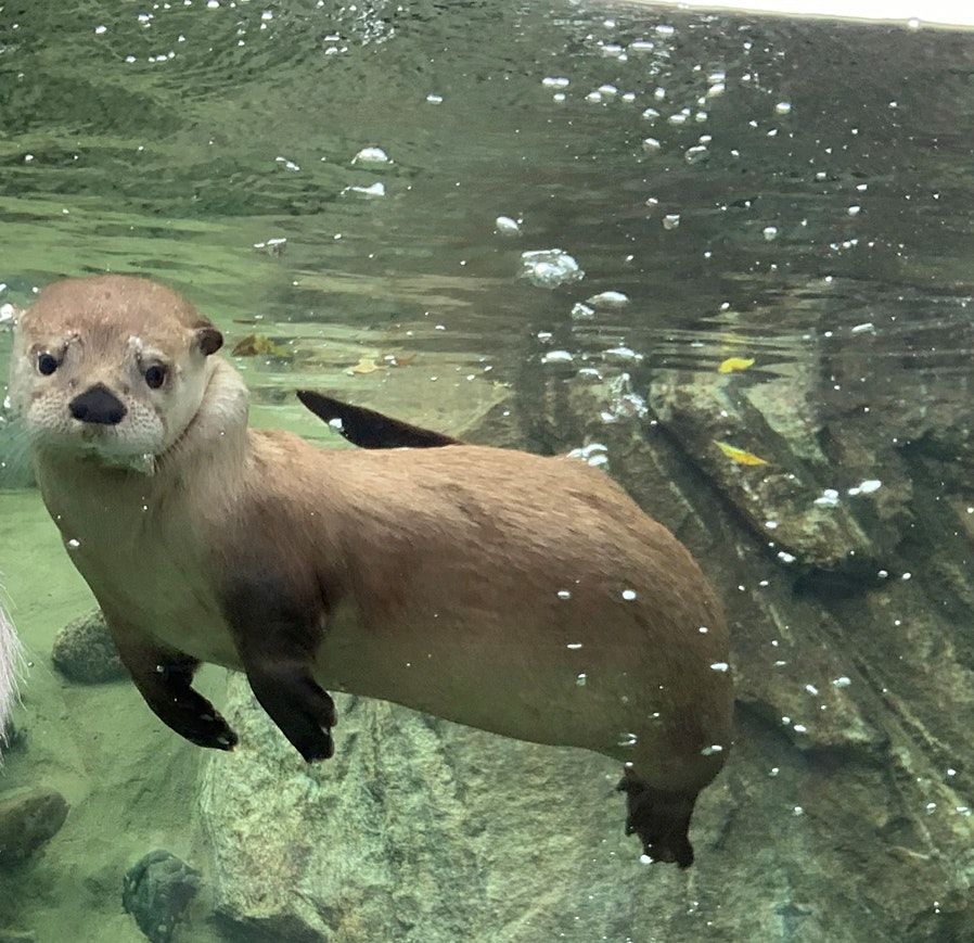 North American River Otter Encounter at Pine Grove Zoo in Little Falls, MN