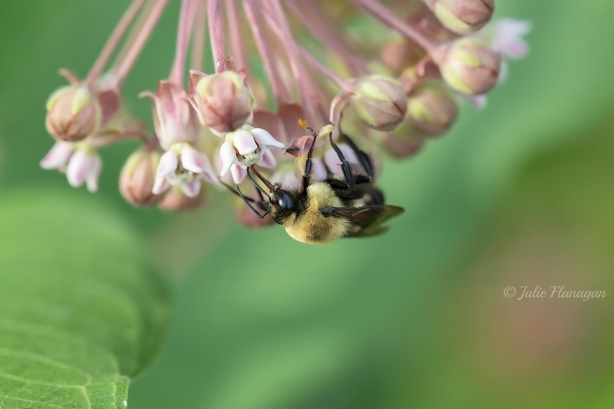5th Annual Prince William Native Plant Symposium 2025 Verizon