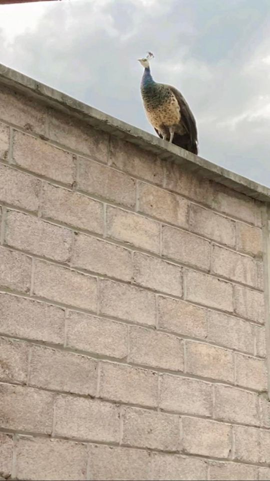 Pizza Jazz Caf\u00e9