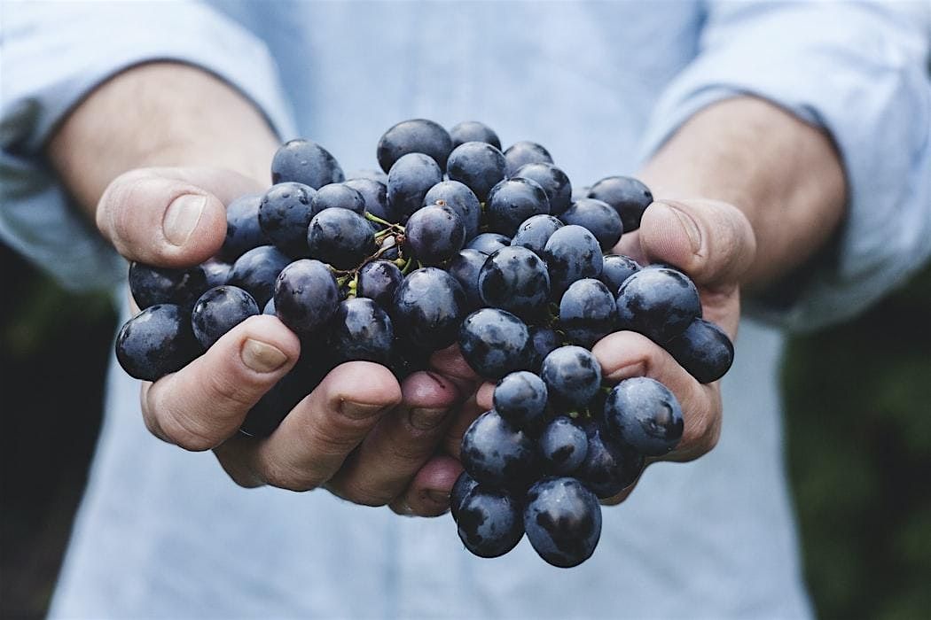 Luxury Vintage and Estate Red Wine and Cheese Tasting