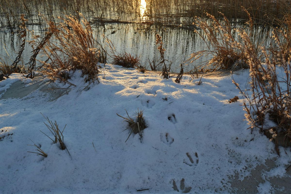 Winter Wonders (Adults & Families, Ages 6+)