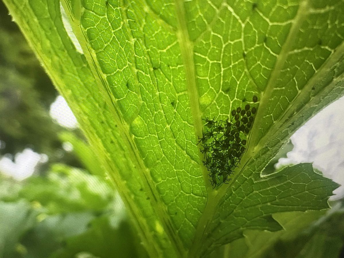 Grow Moore Produce Cooperative presents: Pest Management and ID