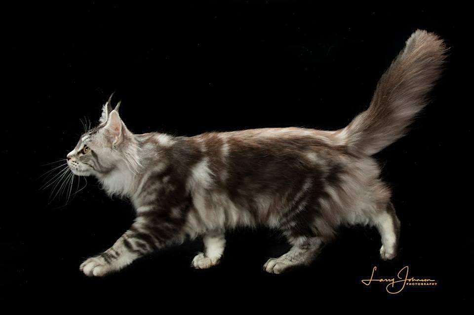 Allbreed Cat Show November 19 & 20, 2022 Open to the Public