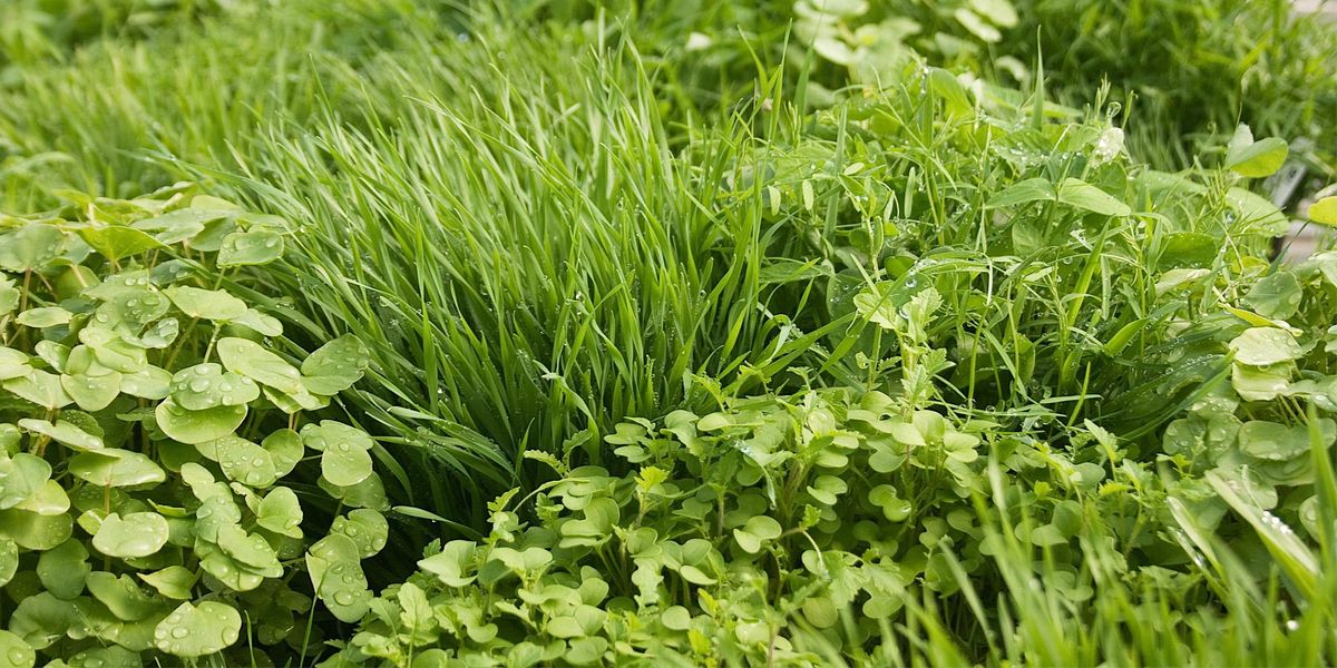 Using cover crops to build your soil Peaceful Valley Farm and Garden