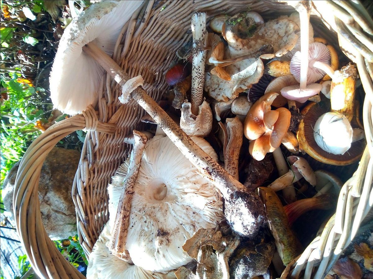 Hinstocktoberfest Hinstock, Market Drayton, EN October 12, 2024