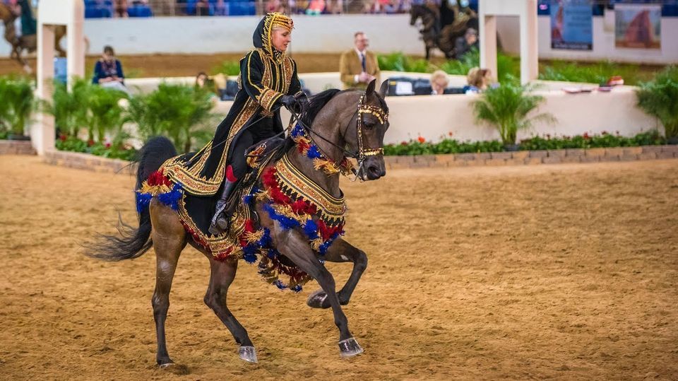 2023 Scottsdale Arabian Horse Show Live! | online | February 16 to March 1