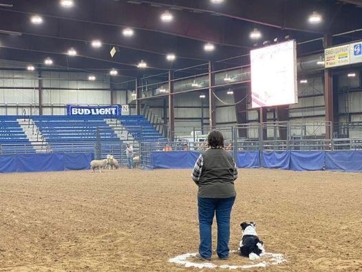 Sheep Day at the Black Hills Stock Show