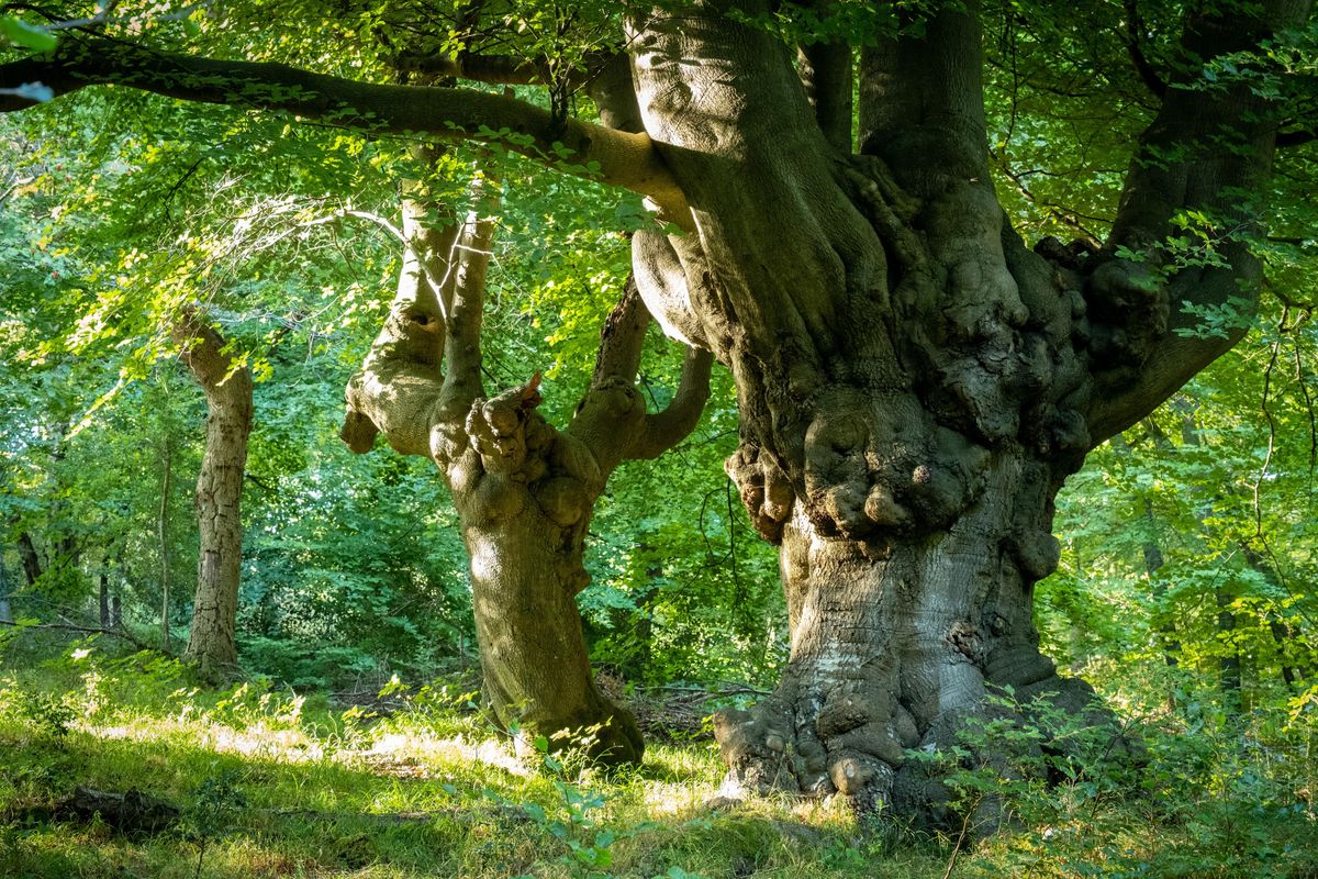 Ancient trees of Burnham Beeches at The Cafe, Burnham Beeches, Slough ...