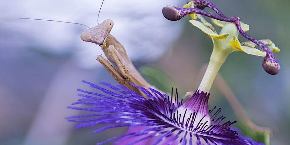 macro-photography-workshop-726-cherry-st-williamsport-pa-november