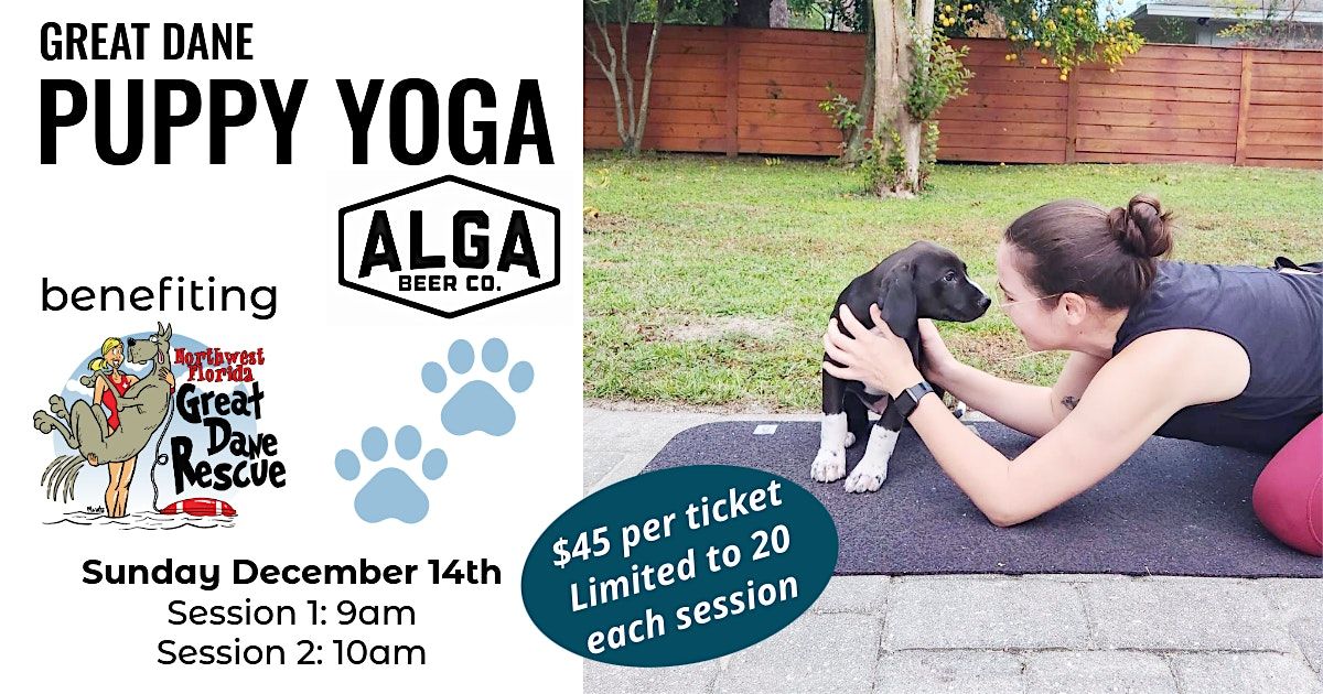 Great Dane Puppy Yoga at Alga
