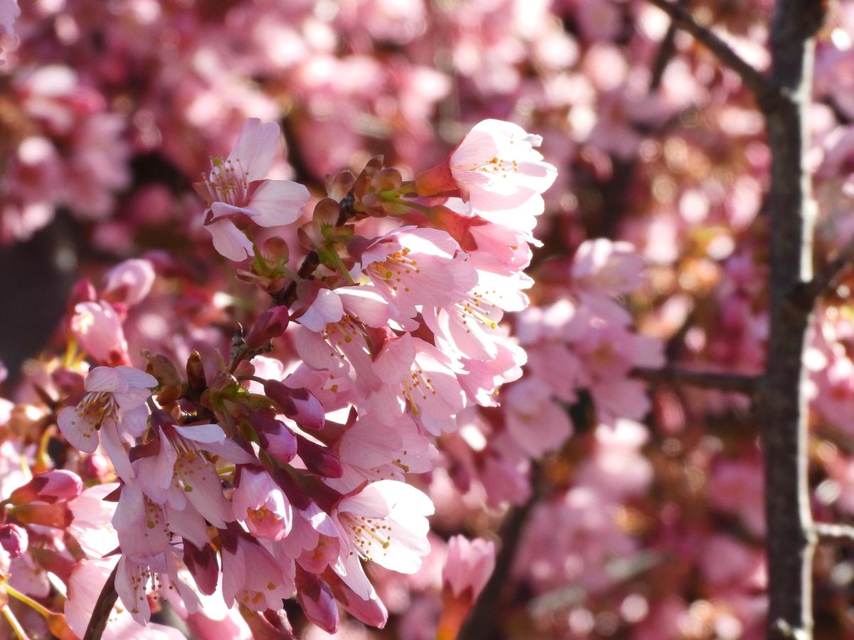 Volunteer at RIPAs Cherry Blossom Festival Randall's Island Urban