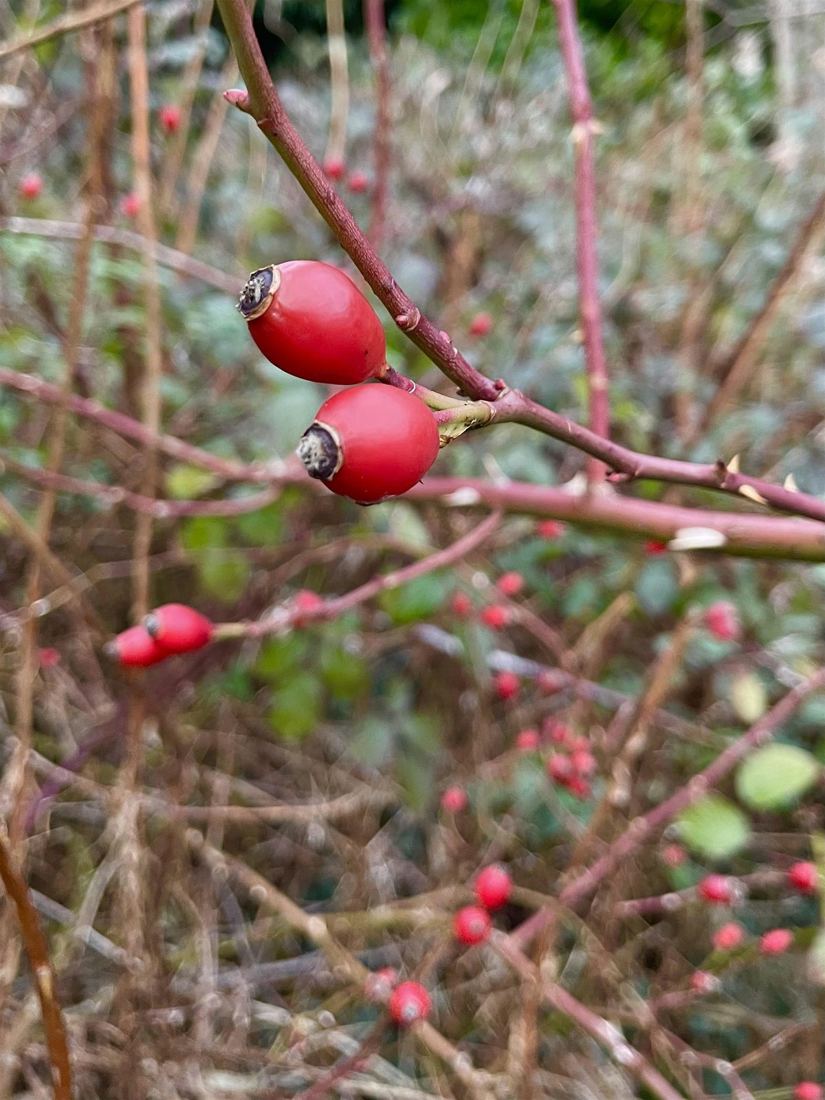 DHC November Meeting