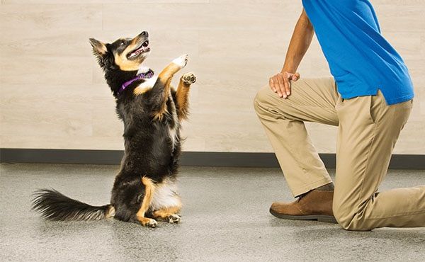 Petsmart sales dog obedience