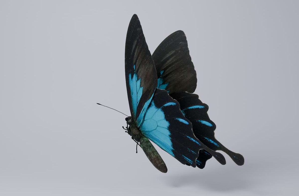 Lyric Opera of Kansas City: Madame Butterfly