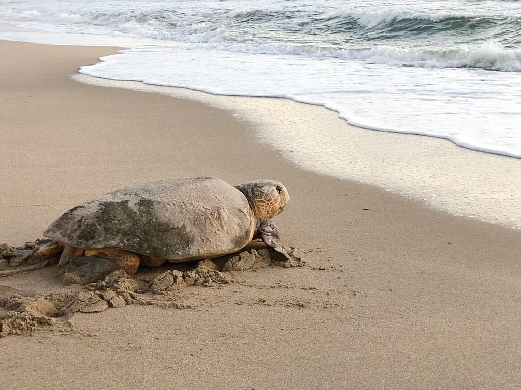 EAI's 2022 Sea Turtle Walks