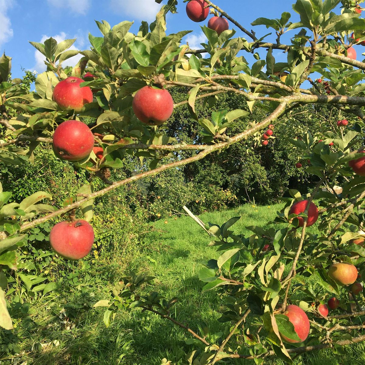 Orchard Pruning with Jonathan at Avonleigh Orchards