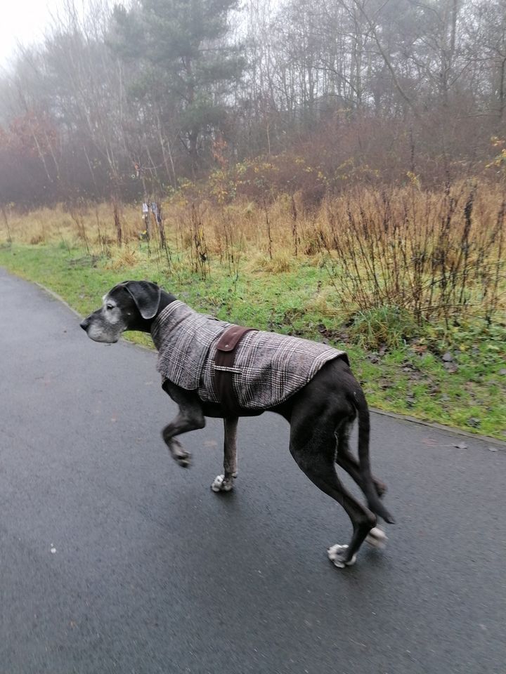 Mid Week Dog Walk The Maltings Warrington EN November 1 2022 mid-week-dog-walk-the-maltings-warrington-en-november-1-2022