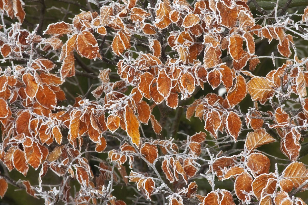 Cults ridge walk - ancient limeworks and veteran trees