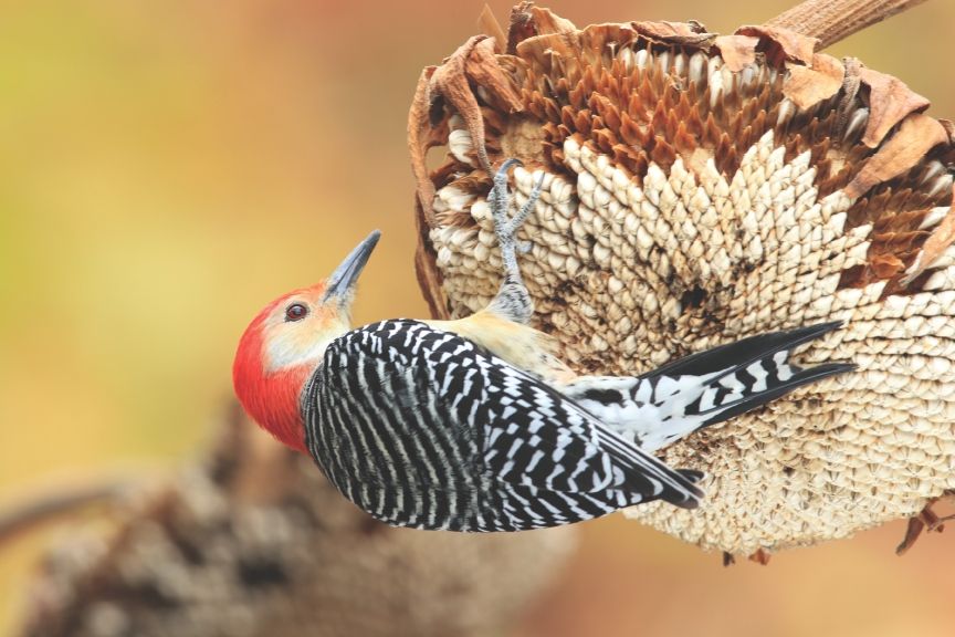 Woodpeckers of North America | Wild Birds Unlimited Frisco | October 15