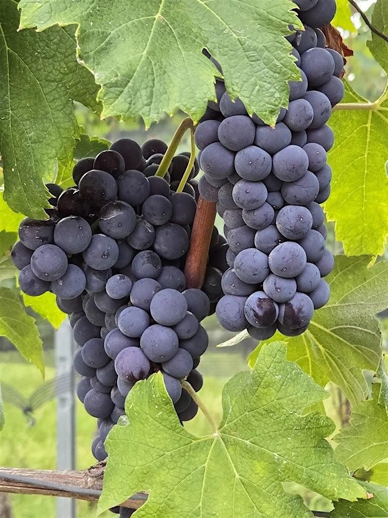 Wine Dinner Series: Black Truffles and Northern Italian Wine