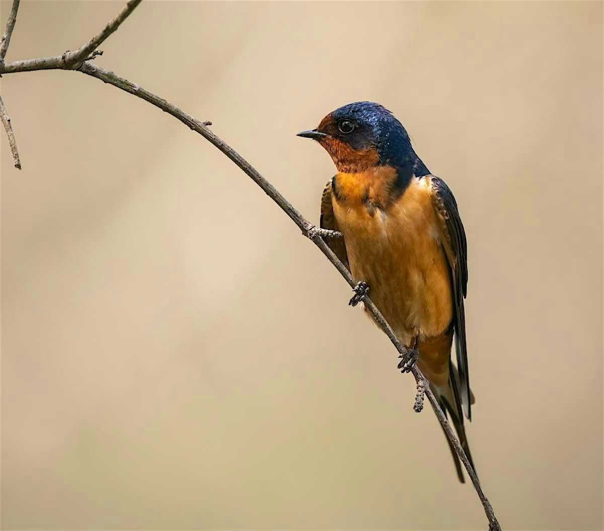 Urban Waterfowl and Barn Swallows at Robert H. Long Nature Park