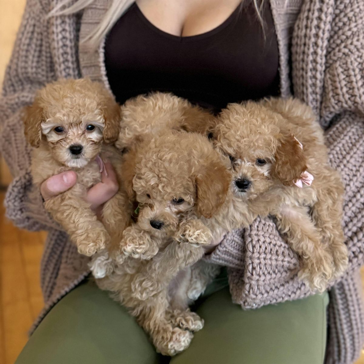 Puppy Yoga in New York - Chelsea, Manhattan