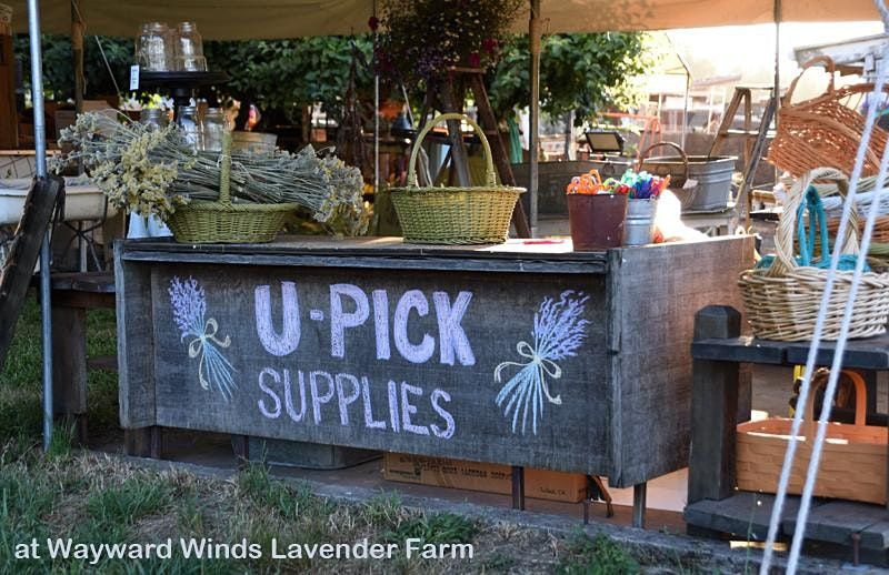 Lavender Upick Wayward Winds Lavender Farm, Newberg, OR July 31, 2022