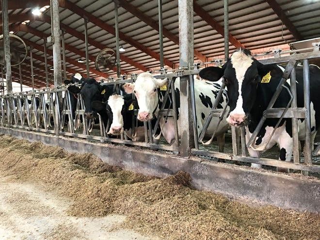 Vermeers Dairy Farm Tour | Camrose Regional Exhibition | March 31, 2022